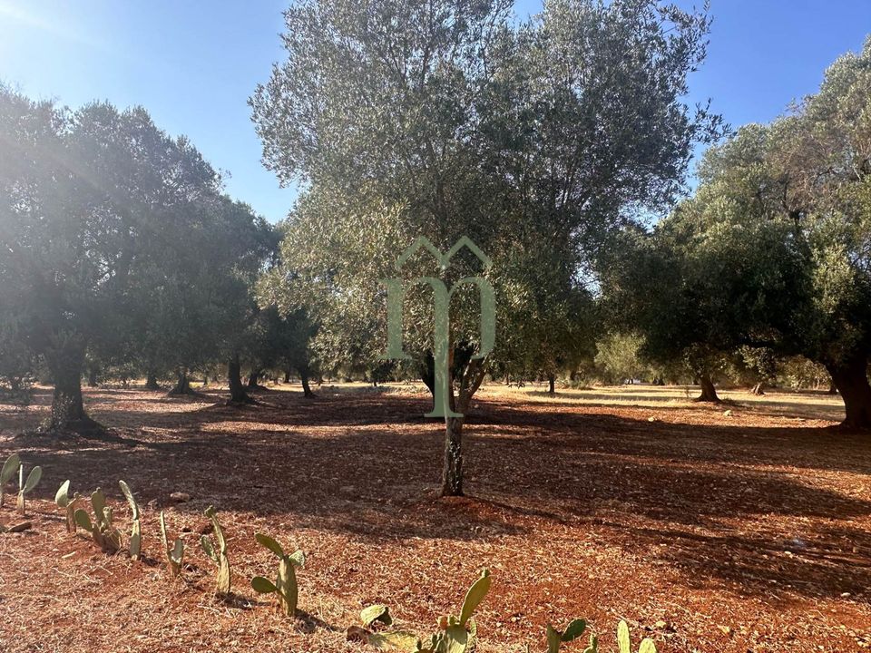 Tomt i Carovigno, Brindisi - bilde 4